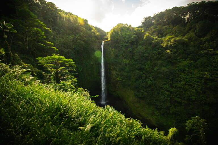 A majestic waterfall cascades through a lush, green rainforest, symbolizing the pure, natural water that inspires Lotus Vita products.